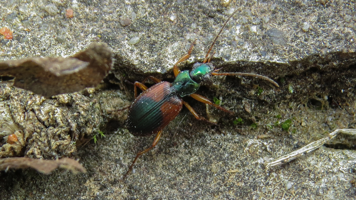 Anchomenus dorsalis - hátfoltos kisfutó