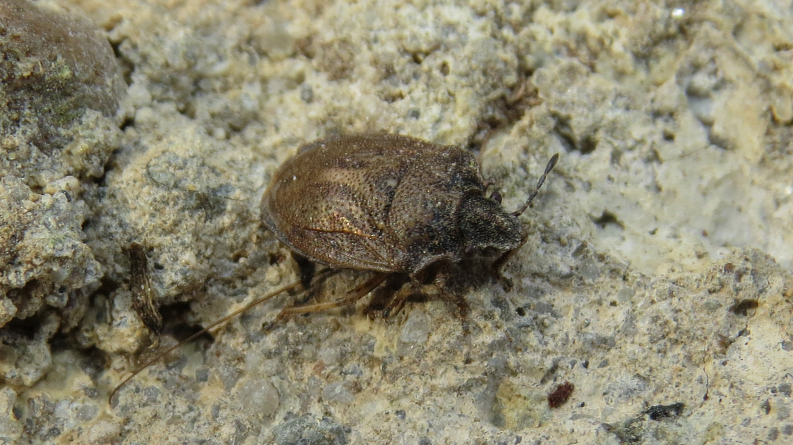 Podops Podops