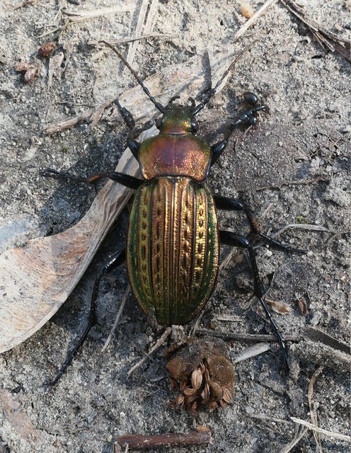Carabus ulrichii - rezes futrinka
