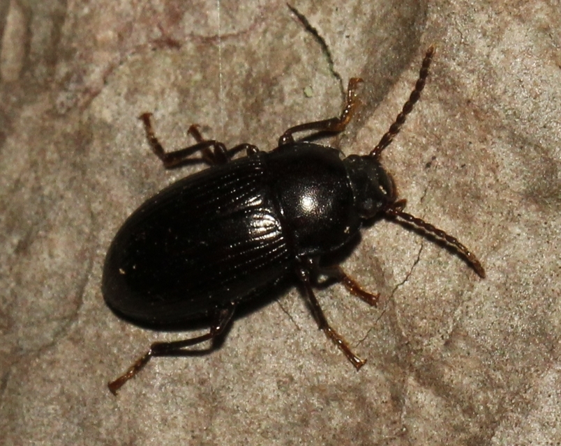 Nalassus dermestoides - rövidszárnyú gyászbogár