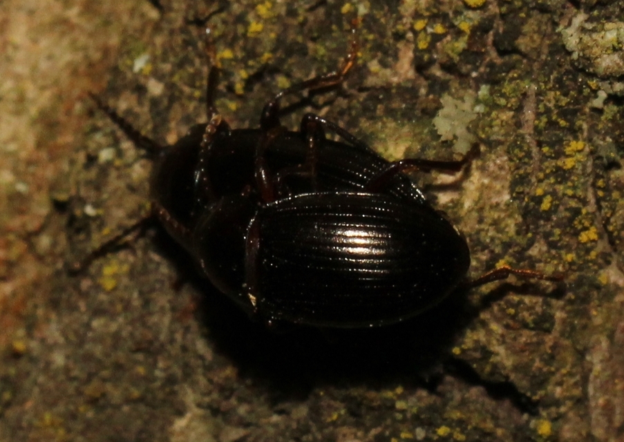 Nalassus dermestoides - rövidszárnyú gyászbogár