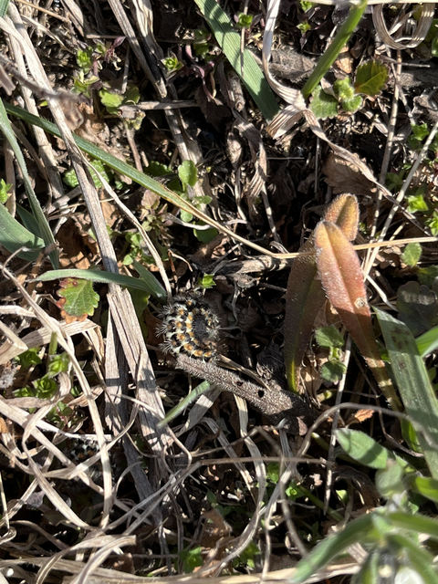 Pentophera morio - réti gyapjaslepke