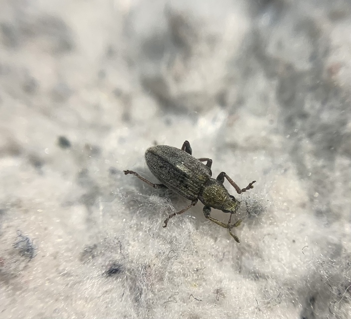 Sitona humeralis - lucerna-csipkézőbogár