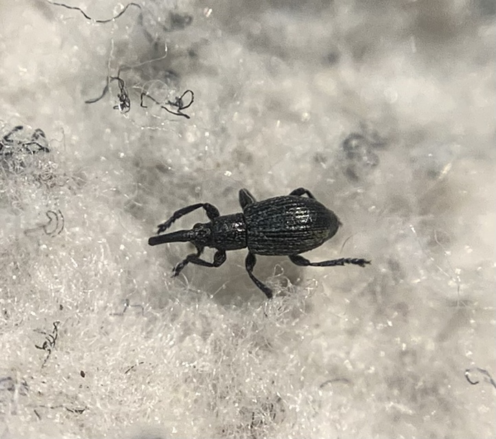 Diplapion detritum - kamilla-cickányormányos