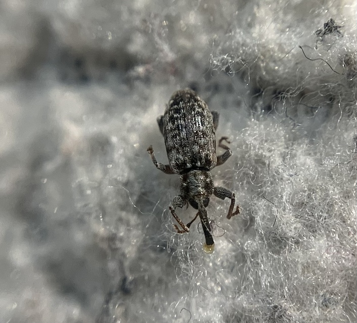 Dorytomus suratus - sárgalábú hangormányos