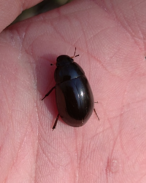 Hydrochara caraboides - kis csibor