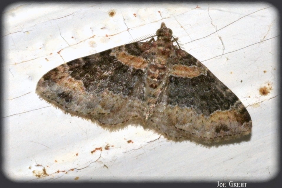 Xanthorhoe ferrugata - kerti tarkaaraszoló