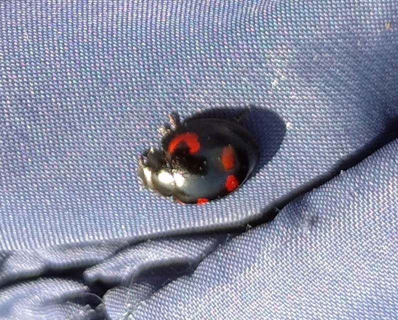 Exochomus quadripustulatus - négyfoltos szerecsenkata