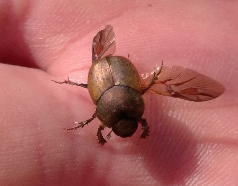 Onthophagus coenobita - rezes trágyatúró