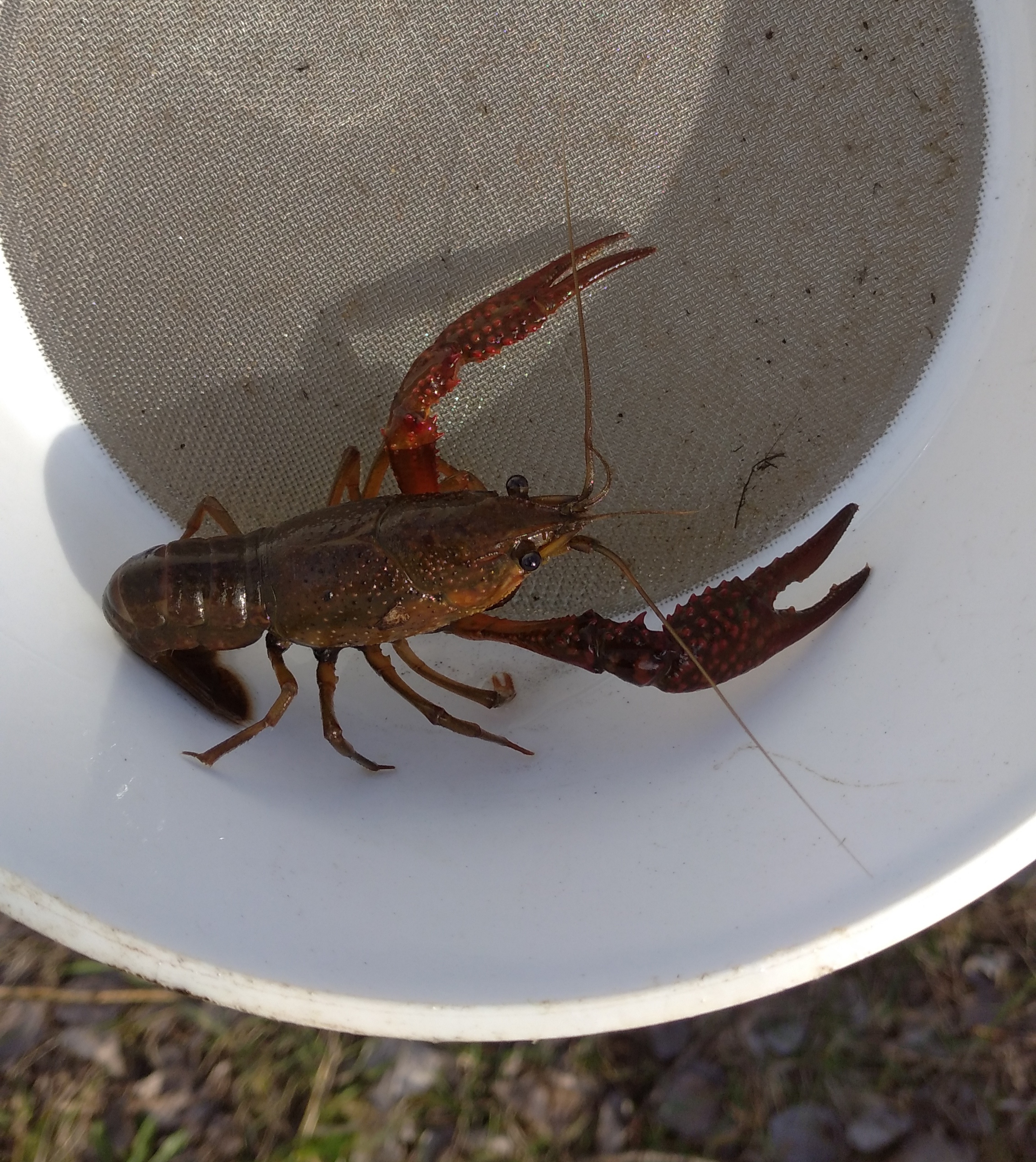 Procambarus clarkii - vörös mocsárrák