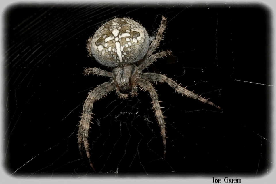 Araneae - Pókok