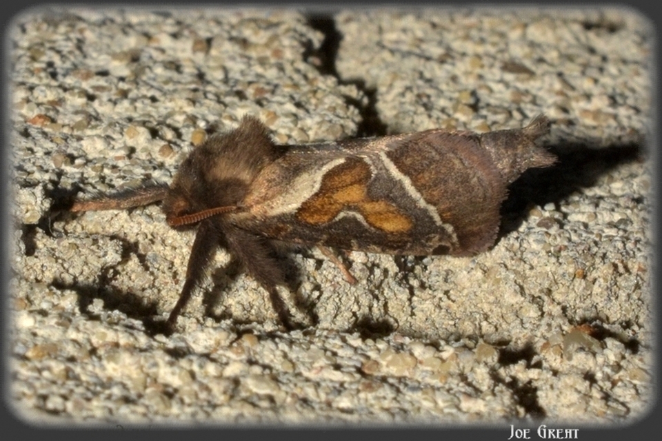 Triodia sylvina - kis gyökérrágólepke