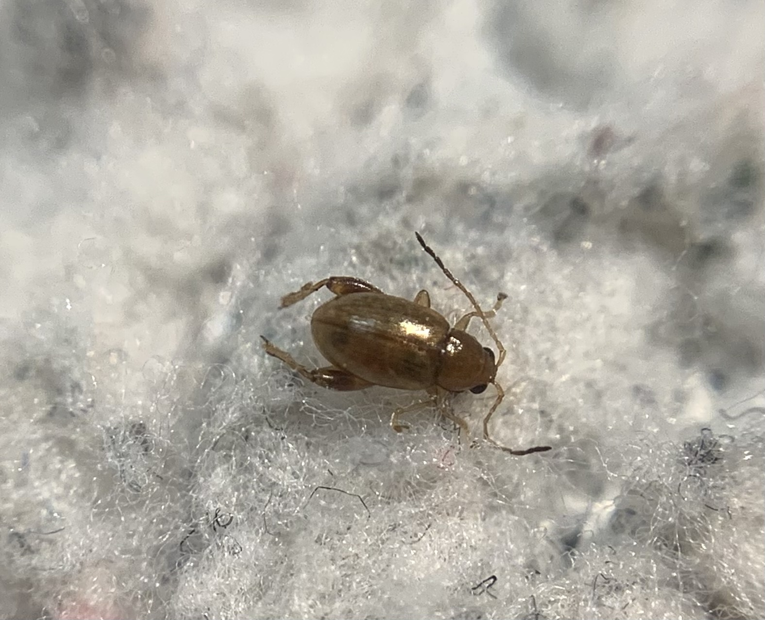 Longitarsus bertii