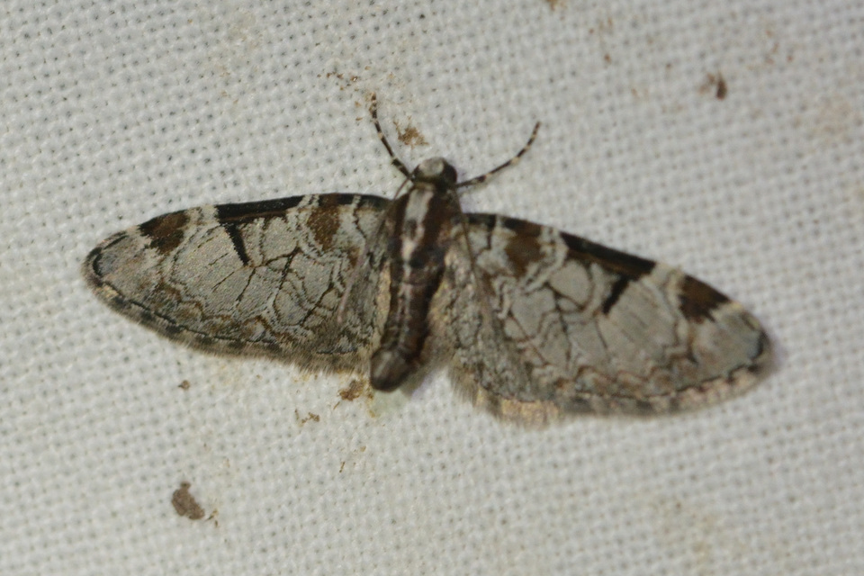 Eupithecia insigniata - hálózatos törpearaszoló