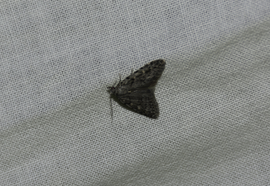 Nola cicatricalis - szürke pamacsosszövő