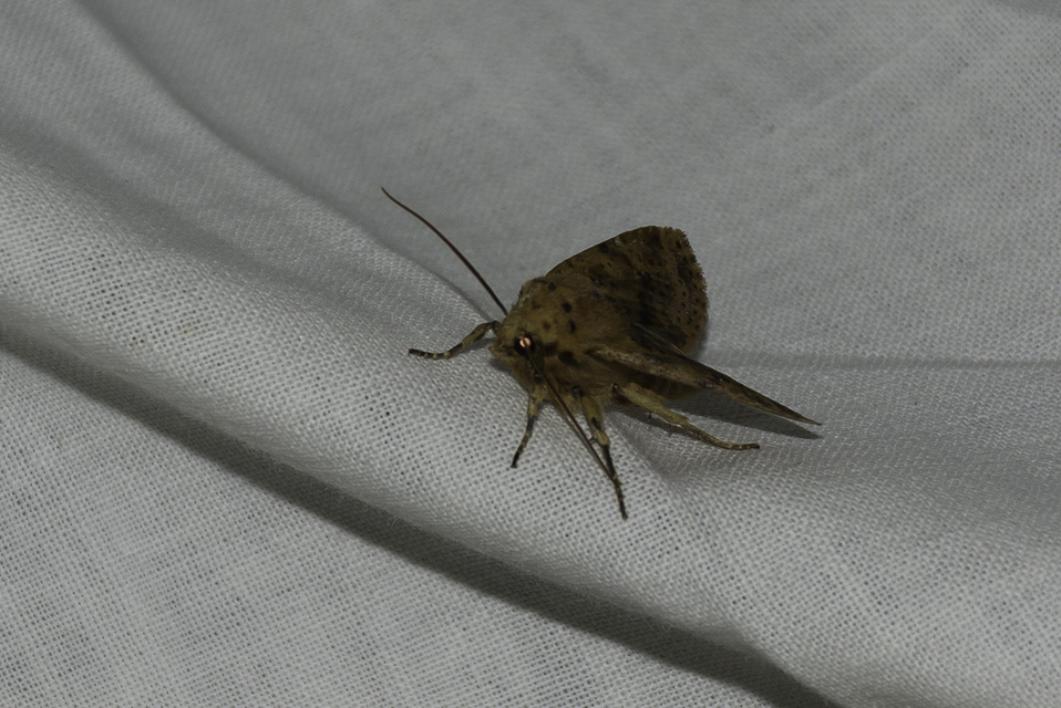 Conistra rubiginea - vörös őszibagoly