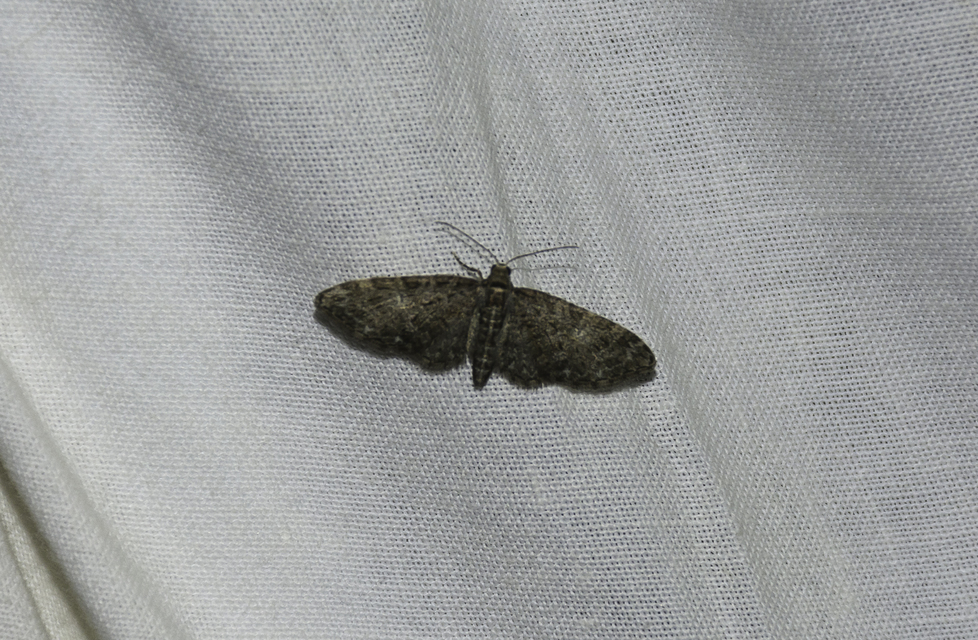 Eupithecia abbreviata - korai törpearaszoló