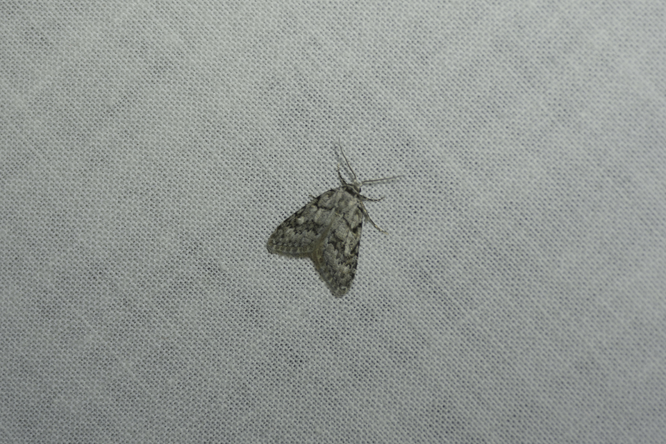 Nola cicatricalis - szürke pamacsosszövő