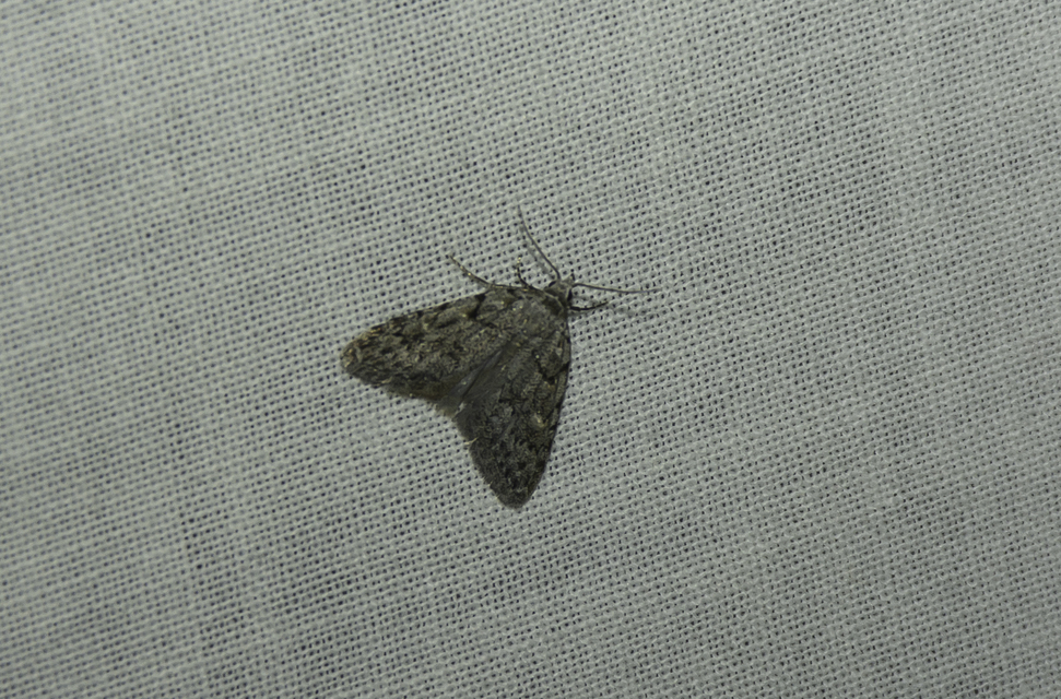 Nola cicatricalis - szürke pamacsosszövő