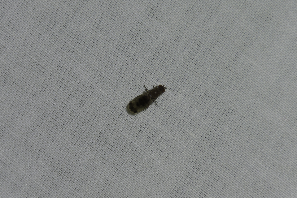Drosophilidae - muslicafélék