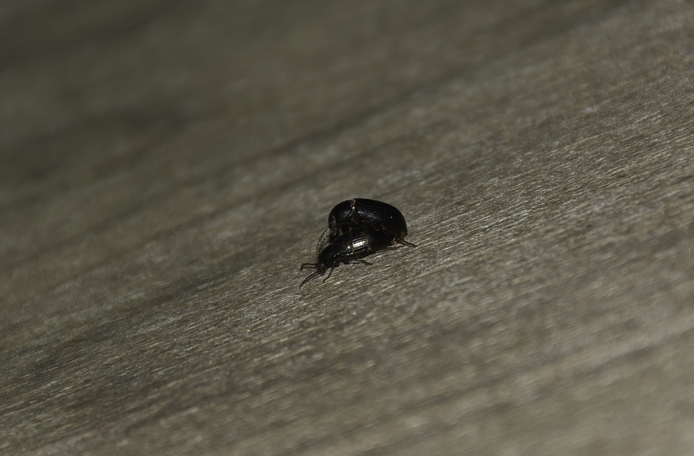Nalassus dermestoides - rövidszárnyú gyászbogár