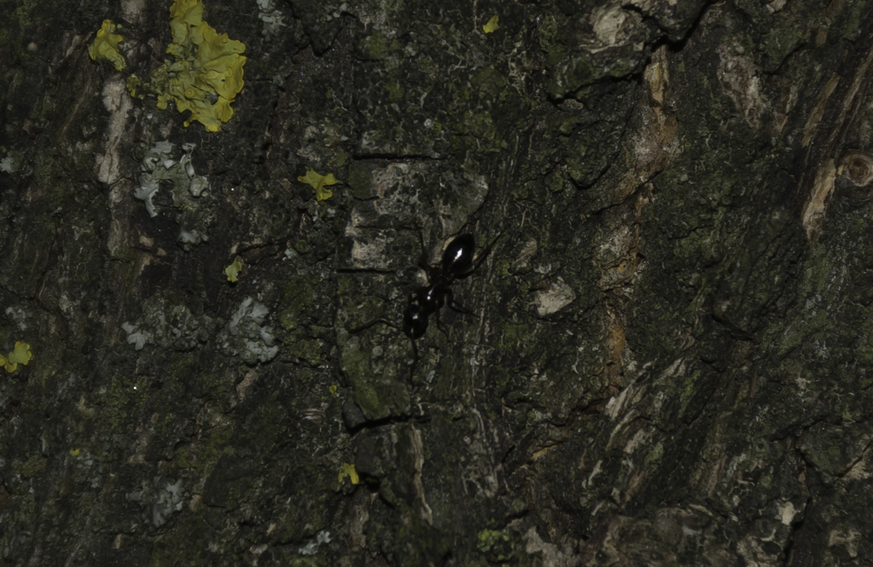 Camponotus fallax - ligeti lóhangya