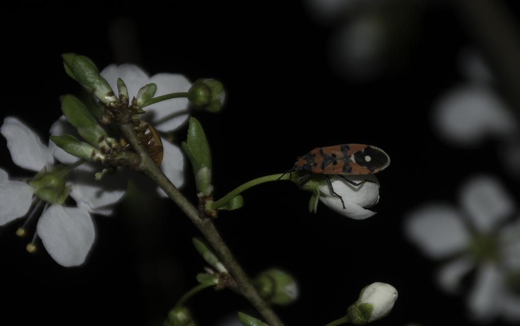 Lygaeus equestris/simulans