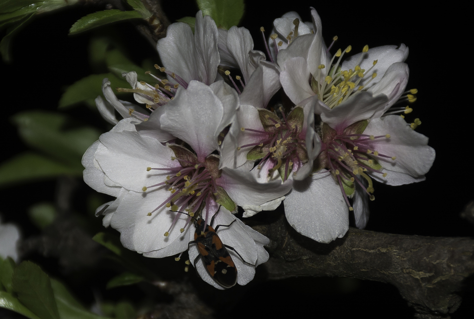 Lygaeus equestris/simulans