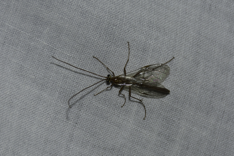 Ophion obscuratus