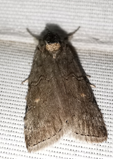 Nycteola asiatica - nyárfa-trapézbagoly