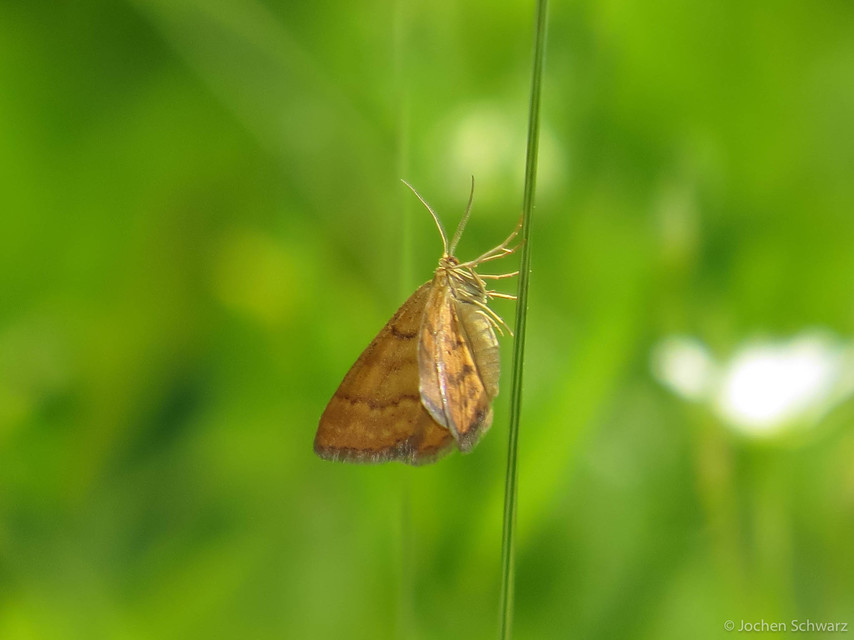 Idaea serpentata - kis sávosaraszoló