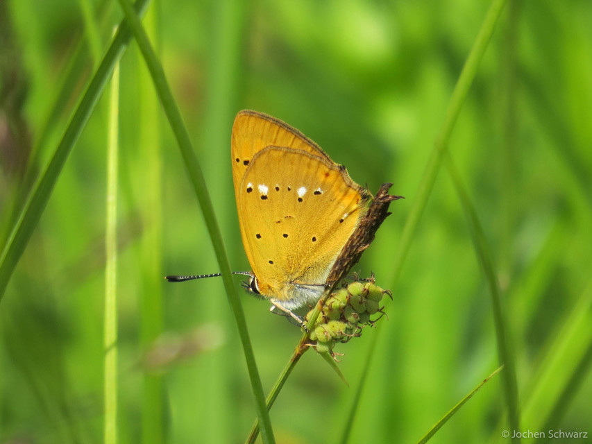 Lycaena virgaureae - arany-tűzlepke