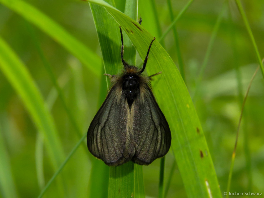 Pentophera morio - réti gyapjaslepke