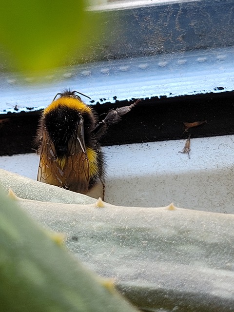 Bombus haematurus - mediterrán poszméh
