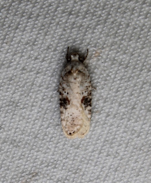 Agonopterix alstromeriana - bürök-laposmoly