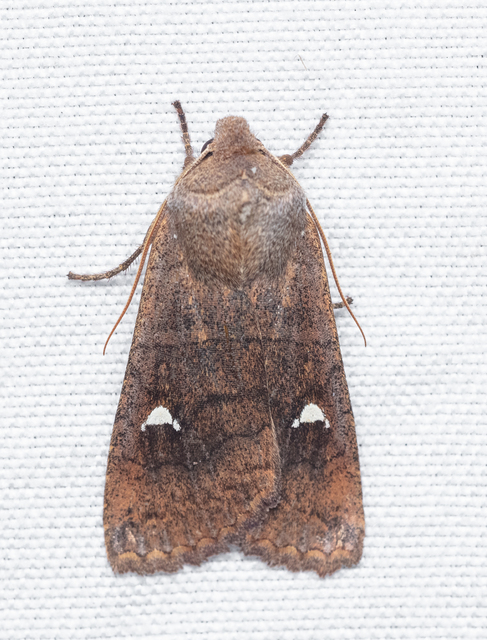 Eupsilia transversa - holdacskás télibagoly
