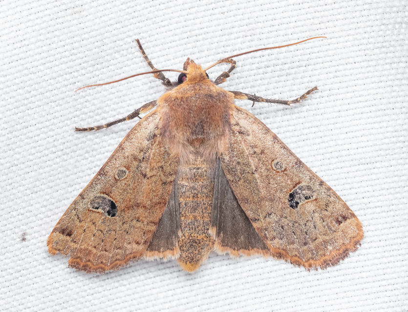 Conistra erythrocephala - vörösfejű őszibagoly