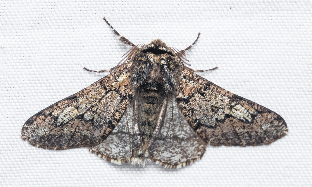 Biston strataria - barnapettyes araszoló