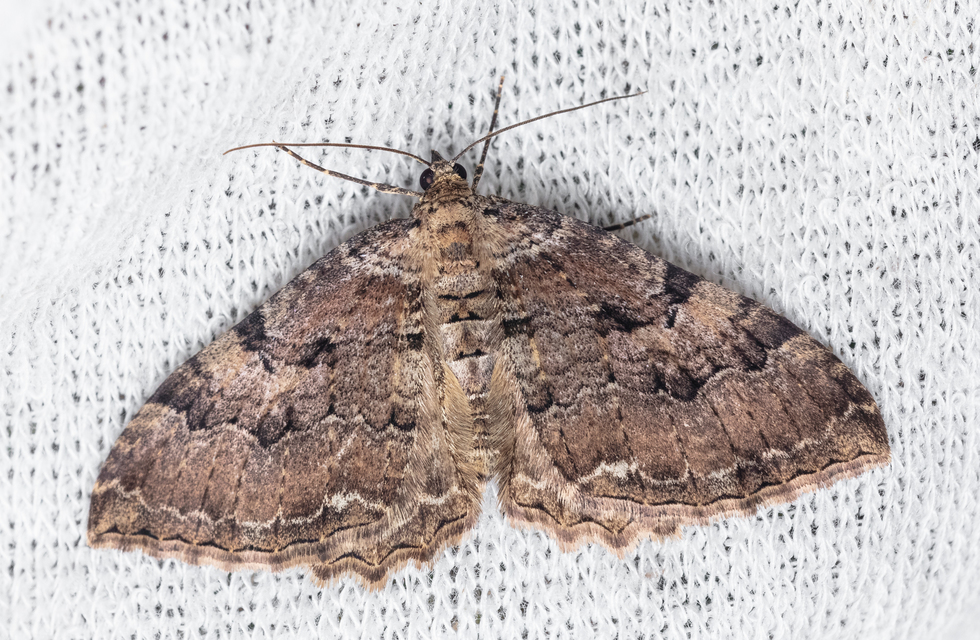 Hydria cervinalis - őzbarna araszoló
