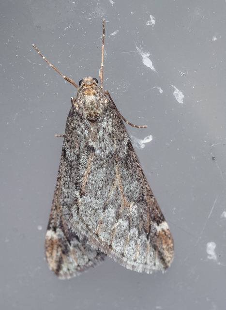 Alsophila aescularia - vadgesztenye-araszoló