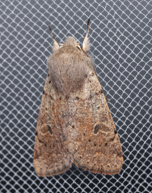 Orthosia cruda - kis barkabagoly