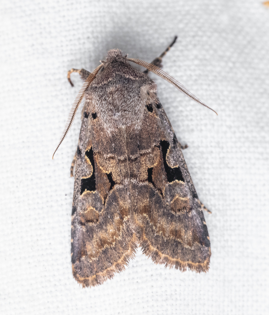 Orthosia gothica - feketefoltos barkabagoly
