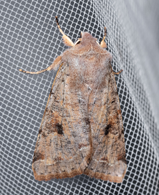 Orthosia incerta - változékony barkabagoly
