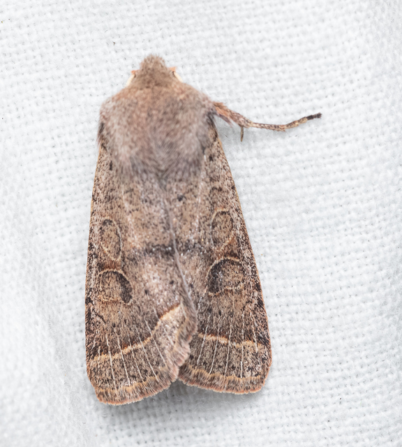 Orthosia cerasi - közepes barkabagoly