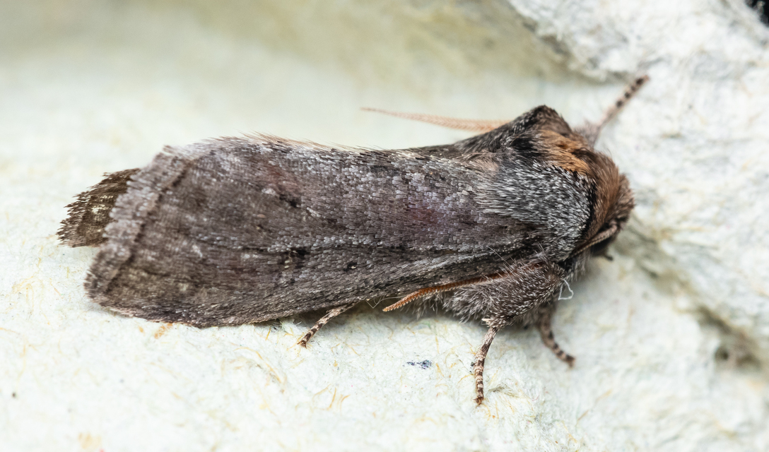 Asphalia ruficollis - vörösnyakú pihésszövő