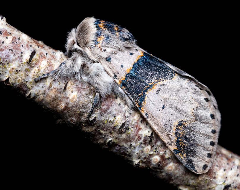 Furcula bifida - kis púposszövő