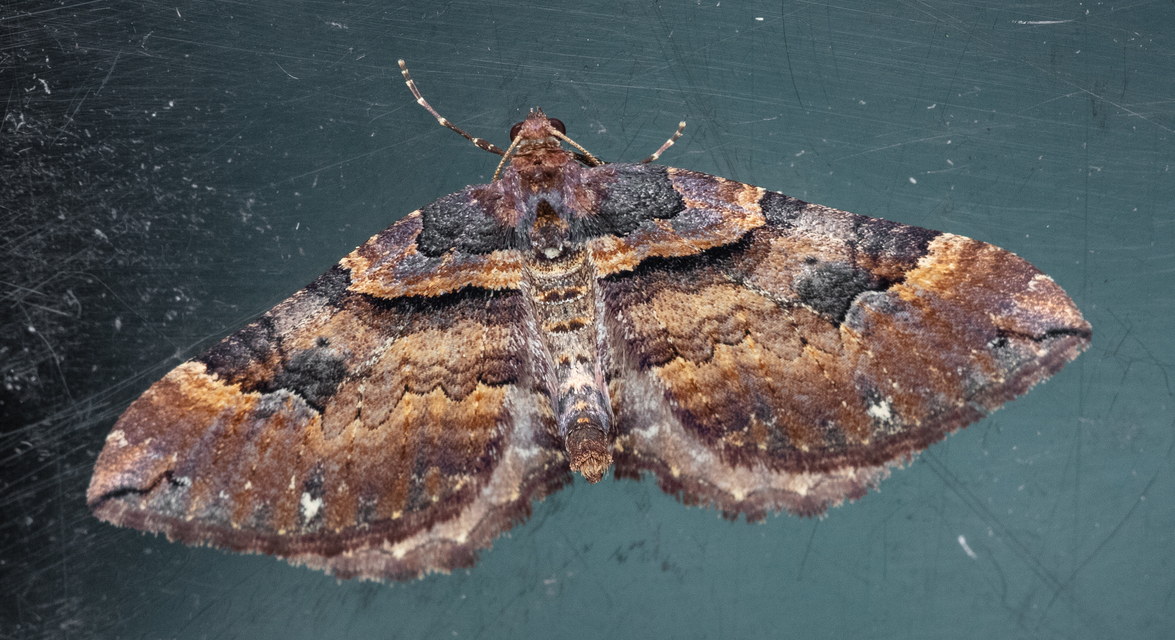 Earophila badiata - csipkerózsa-araszoló