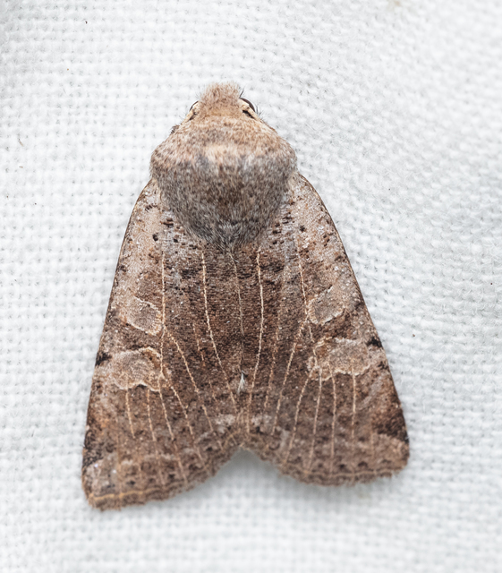 Conistra rubiginosa - szürke télibagoly