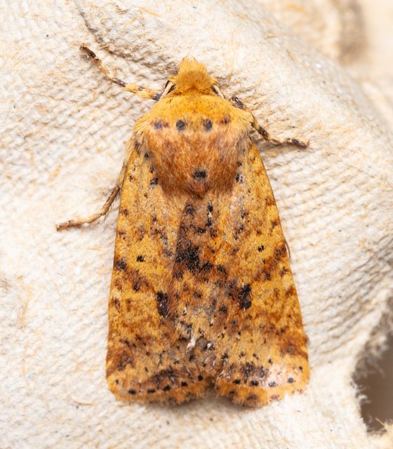Conistra rubiginea - vörös őszibagoly