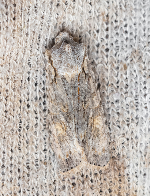 Lithophane ornitopus - közönséges fabagoly